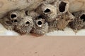Cliff swallow nests made of mud under a bridge overhang