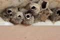 Cliff swallow nests made of mud under a bridge overhang Royalty Free Stock Photo