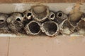 Cliff swallow nests made of mud under a bridge overhang Royalty Free Stock Photo