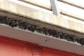 Cliff swallow nests made of mud under a bridge overhang