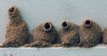 Cliff Swallow Nests Royalty Free Stock Photo