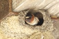 Cliff Swallow Peering Out From its Mud Nest Royalty Free Stock Photo