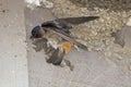 Cliff Swallow, Petrochelidon pyrrhonota, building a mud nest Royalty Free Stock Photo