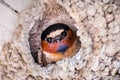 Cliff swallow Petrochelidon pyrrhonota Royalty Free Stock Photo