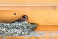 Cliff swallow Petrochelidon pyrrhonota Royalty Free Stock Photo