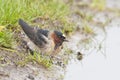 Cliff Swallow, Petrochelidon pyrrhonota, collecting nest materials