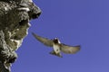 A cliff swallow (Petrochelidon pyrrhonota) in mid air