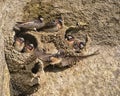 Cliff Swallows nests