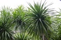 Cliff tree and Dracaena tree on blue frem