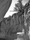 Cliff Tree over Willis Creek Narrows Royalty Free Stock Photo