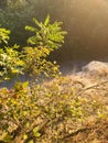 Cliff tree tops sunny rays