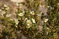 Cliffrose. Royalty Free Stock Photo