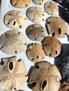 Fossilized Sand Dollars found embedded in sand bank