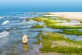 Cliffs covered with algae Royalty Free Stock Photo