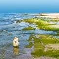 Cliffs covered with algae Royalty Free Stock Photo