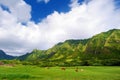 Cliffs and cows of Kualoa Ranch, Oahu Royalty Free Stock Photo