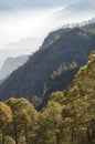 Cliffs and forest of Canary Island pine.