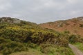 Cliffs of howth, ireand with vegetation