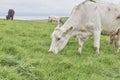 Cliffs of Moher - cows grazing Royalty Free Stock Photo