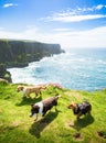 Cliffs of Moher dog Panorama beach sea view in Ireland Royalty Free Stock Photo