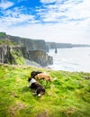 Cliffs of Moher dog Panorama beach sea view in Ireland Royalty Free Stock Photo