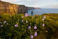 Cliffs of Moher with Wild flowers. Royalty Free Stock Photo