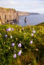 Cliffs of Moher with Wild flowers. Royalty Free Stock Photo