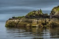 Cliffs In Shape Of A Head Of A Sleeping Dragon With Cormorants and A Seal At The Coast Of Scotland