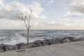 The cliffs on the shore, the leafless tree and the waves in the sea Royalty Free Stock Photo