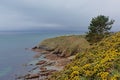 Cliffs with shrubs and pine tree along rock coast of howth , ireland