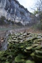 Cliffs and tree by Buffalo River, Arkansas Royalty Free Stock Photo