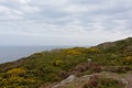 Cliffs with vegetation along the north sea coast of howth , ireland Royalty Free Stock Photo