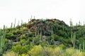 Cliffside cactuses on mission view trail in sabino national park in tuscon arizona with rocks and boulder formations on hill