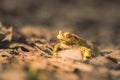 Cliffside Croaker: A Frog\'s Melodic Presence at Licu-Langu