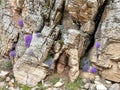 Cliffside Splendor: Introducing the Exquisite Purple Flower for Rock Gardens