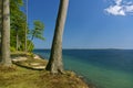 Clifftop with forest and slanted tree above the beach