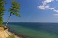 Clifftop with forest and slanted tree above the beach