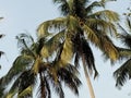 A clik to coconut tree before sunset