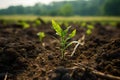 Climate action Planting a new tree to combat and mitigate climate change Royalty Free Stock Photo