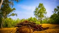 Green trees under the blue sky in Sonajhuri forest of Bolpur Royalty Free Stock Photo