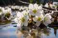 Climate change concept with apple tree spring flowers drowning in flood