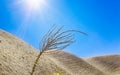 Climate change concept - dried plant under rays of hot sun in de