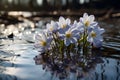 Climate change concept with spring flowers drowning in flood