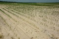 Climate change drought damaged corn field with sand lands Royalty Free Stock Photo