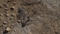 Climate change drought land. Global warming issue, cracked mud in the bottom of a river Royalty Free Stock Photo
