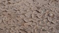 Climate change drought land. Global warming issue, cracked mud in the bottom of a river Royalty Free Stock Photo