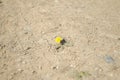 Climate change. Drought, a solitary dandelion growing on sun-dried, rocky ground