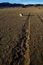 Climate change, global warming: Dry salt lake Royalty Free Stock Photo