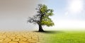 Climate change - landscape with dry earth and oak tree Royalty Free Stock Photo