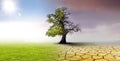 Climate change - landscape with  oak tree Royalty Free Stock Photo